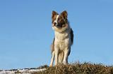 BORDER COLLIE 1051